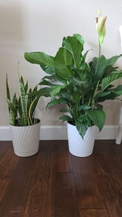 Snake Plant and Peace Lily Indoor Plants