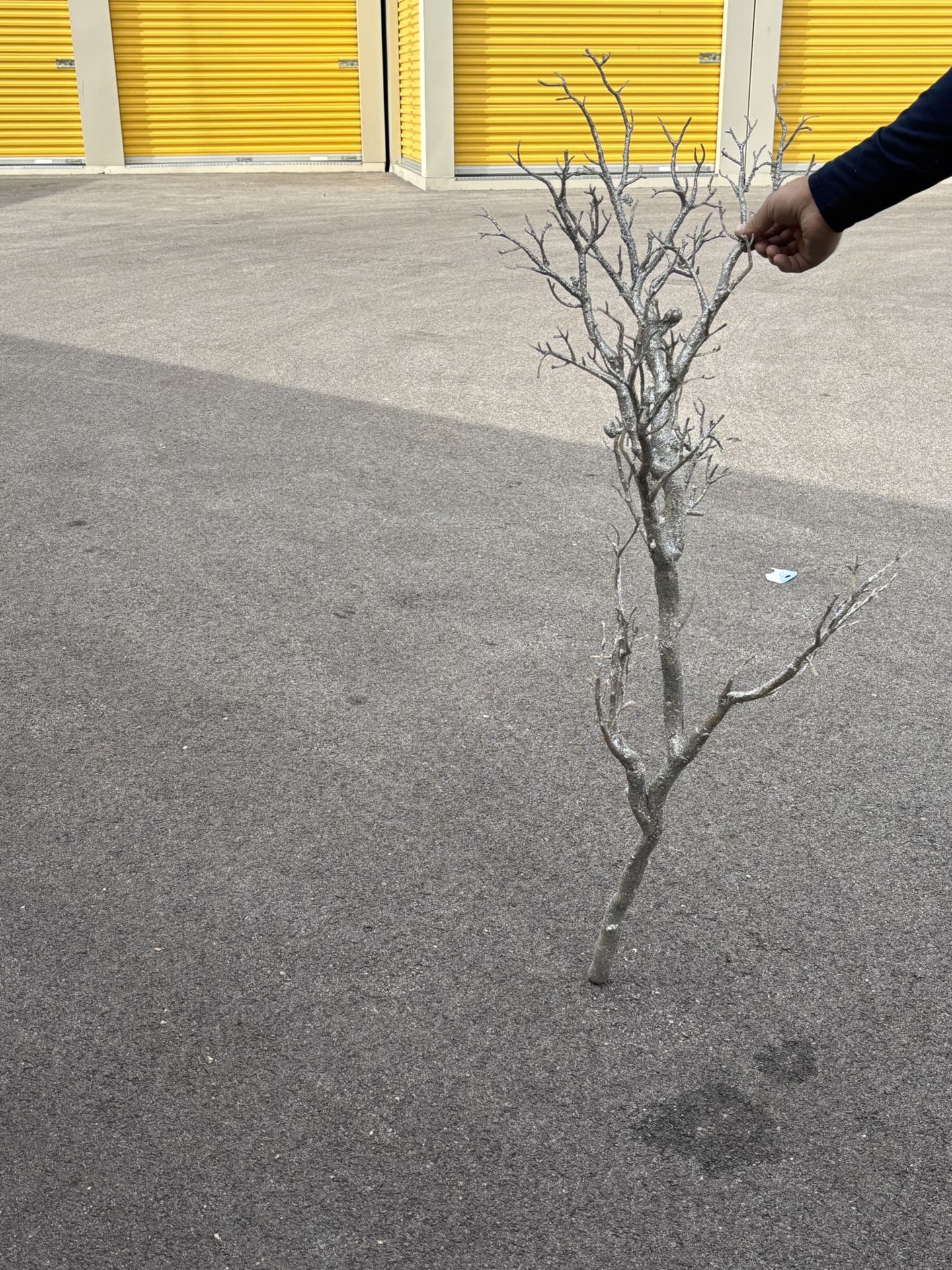Dazzling Silver Manzanita Branch 