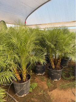 Pygmy palms 17" pots 4 feet tall