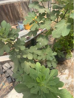 15 gallon Joualle Amber Fig Tree