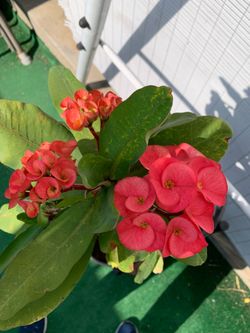Crown of thorns plant
