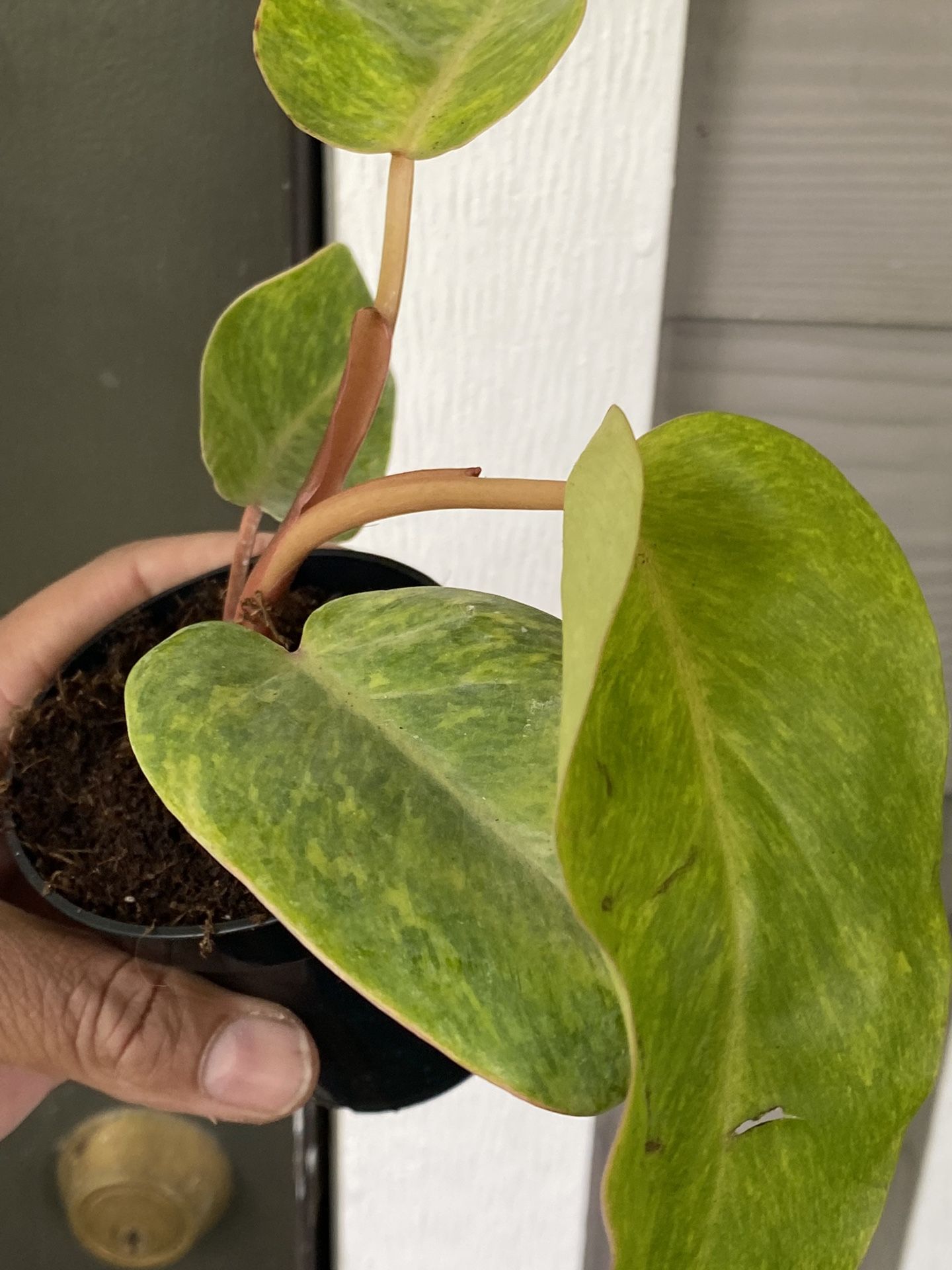 Rare Philodendron Erubescens ‘Painted Lady’ | Live, Rooted Plant in 4” Nursery Pot