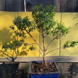 Bonsai Common Myrtle. It Will Flower White All Over The Tree
