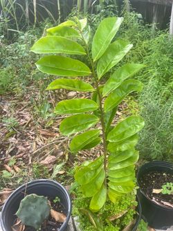 Plants for sale