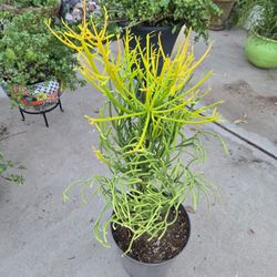 2ft 8in Tall Very Healthy Firestick 