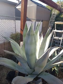Tru Blue Agave/Desert Landscape