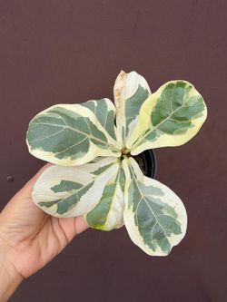 4” fiddle leaf fig variegated