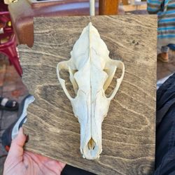 Coyote Skull On AZ Cutout