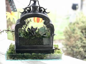 Custom Succulent lantern gardens