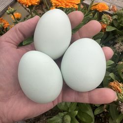 Hatching Eggs