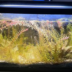 Free 10 Gallon Fish Tank Setup Live Plants