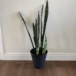 Snake Plants 38” 