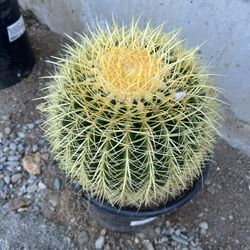 Ball Cactus 