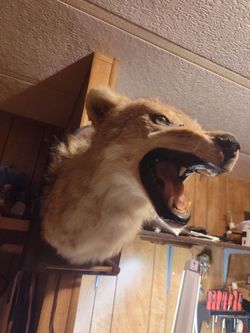 Coyote mount and rug
