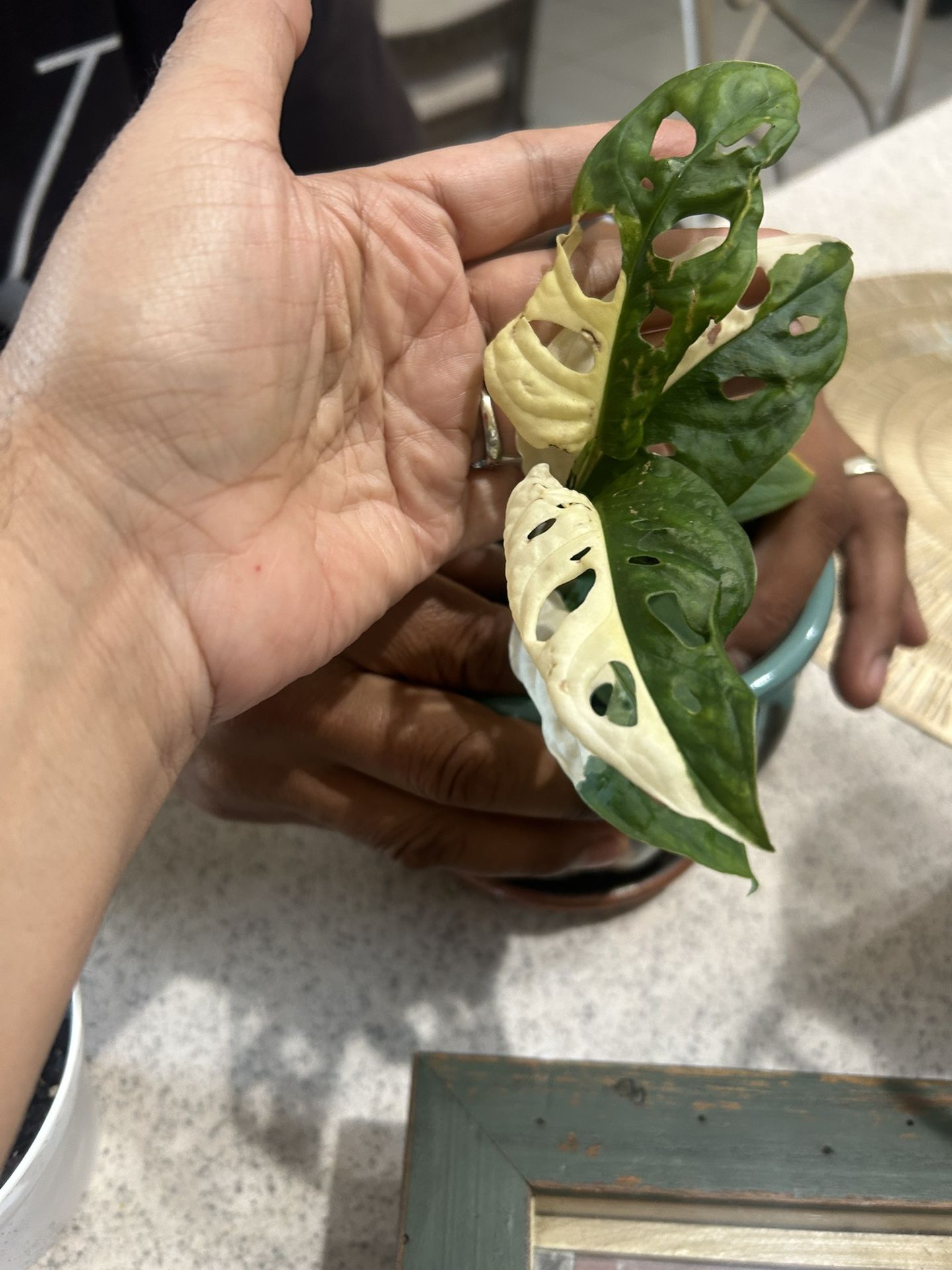Plant Sale Still Going