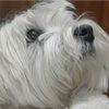 Charles