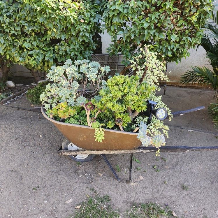Wheel Barrow With Plants 