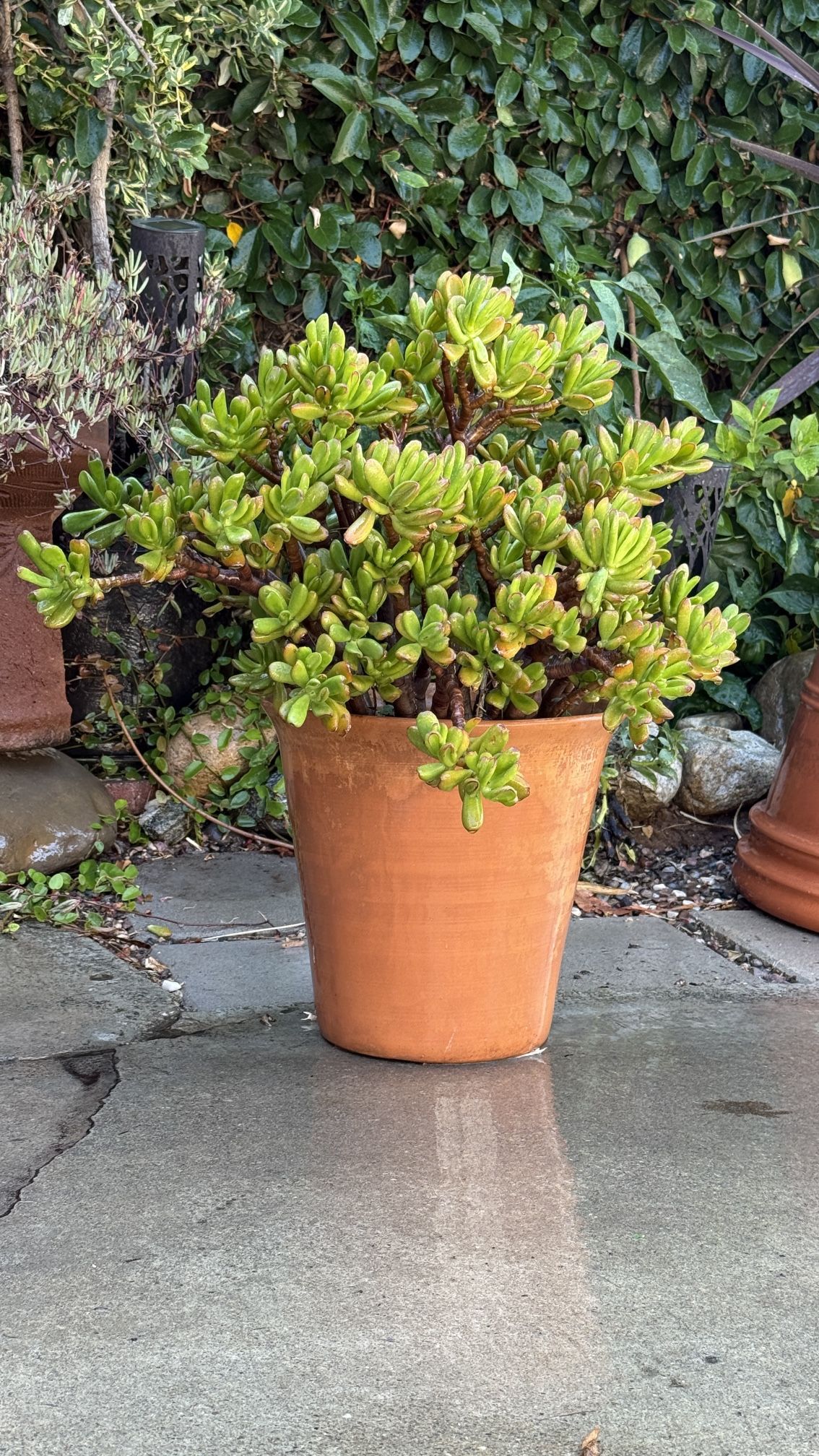Terra cotta pot with Jade plant