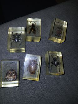 6 Vintage Bugs in Resin Lucite 