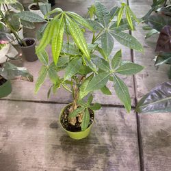 6” Money Tree
