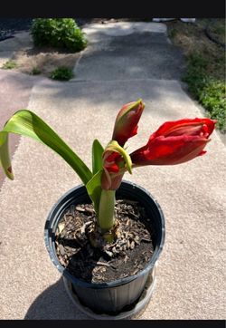 Red Amarillis