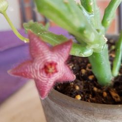 Stapelia Scitula, Stafish Flower Succulent