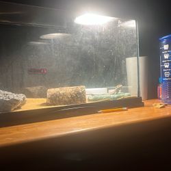 Baby Beared Dragon With All Accessorie No