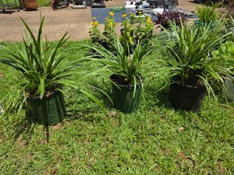 Monkey grass/Perennial
