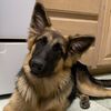 Mel