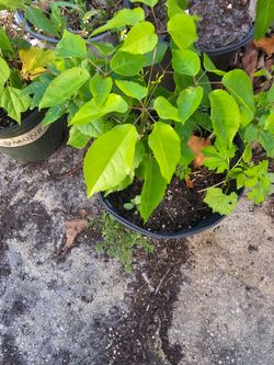 SAME starter plants