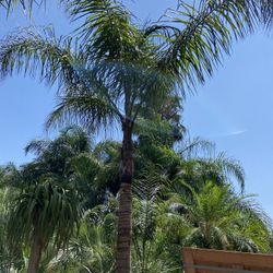 Queen Palms
