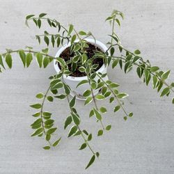 Hoya Bella Outer Variegated