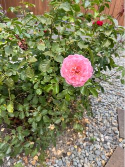 Rose bushes