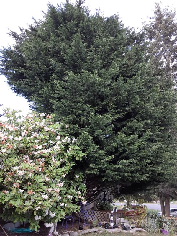 Cedar tree for Sale in Edmonds, WA OfferUp