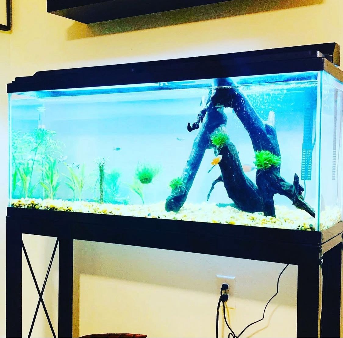 Fish Tank