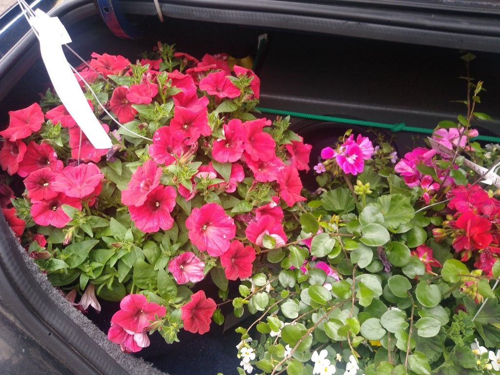 Hanging Flower Baskets