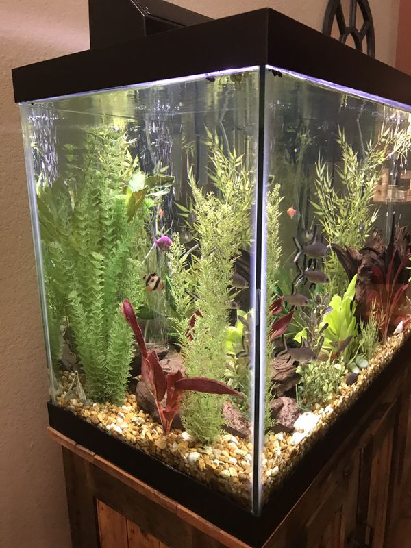 70 gallon fresh water fish tank for Sale in Largo, FL OfferUp