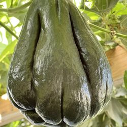 Fresh Organic Dark Green Chayotes