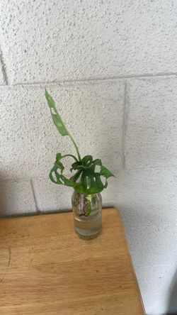 rooted Healthy Monstera Adansonii Cutting  Water rooted