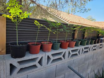 Moringa seedlings in black nursery pots $10 each
