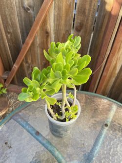 Tree Stonecrop Plant Por