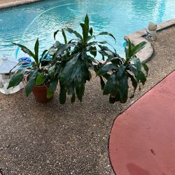 Beautiful Dracaena Plant 🪴 