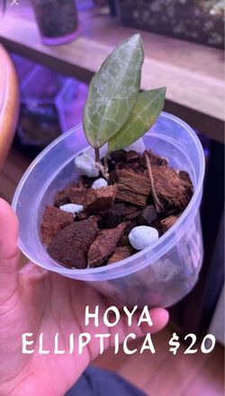 hoyas for sale
