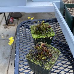 Venus fly trap( Dionaea muscipula) Red piranha/ Untricularia subulata