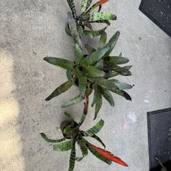 Tiger cub Bromeliads & Large Neoregelia