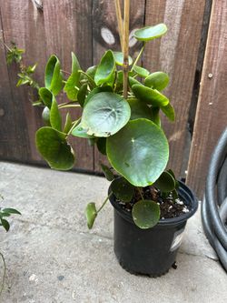 Pilea peperomioides 6in