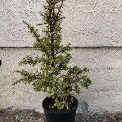 5 Gallon Pot - Succulent Plant Mature Portulacaria Afra - Elephant Bush - Drought Resistant - 40 Inches Tall Sculptural Plant - Great for Landscaping 