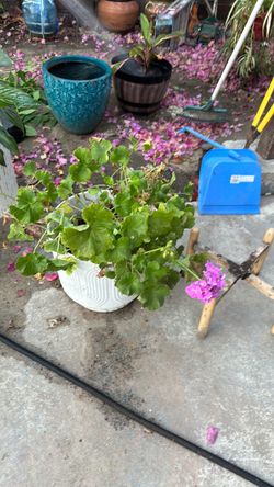 Free plantas  base algunas tiene