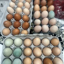 Free Range Organic Eggs 🥚 