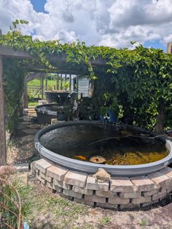 Aquaponcs/koi pond system